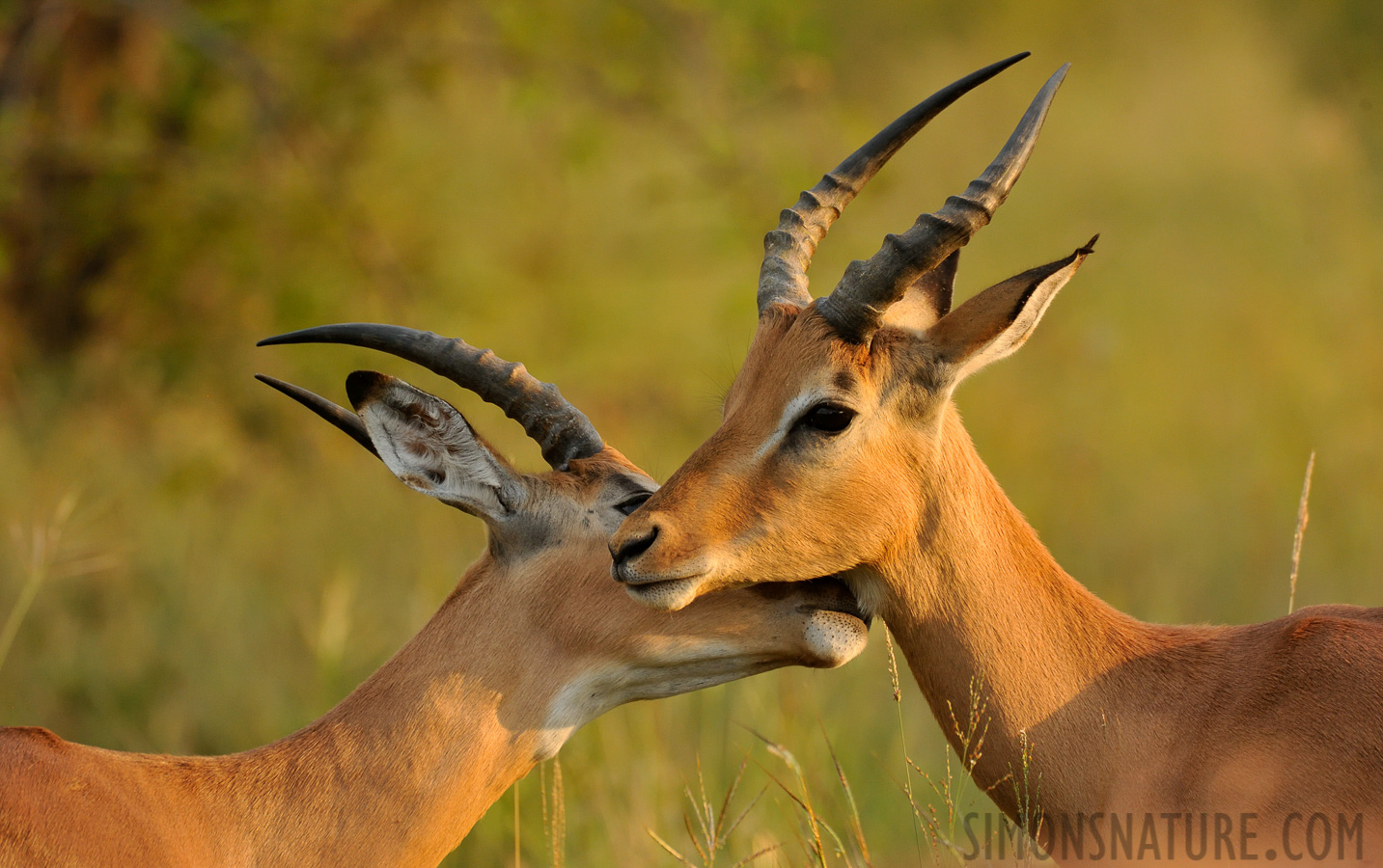 Aepyceros melampus [550 mm, 1/500 sec at f / 8.0, ISO 1600]